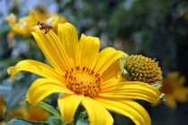 Bài thuốc chữa bệnh ngoài da từ hoa dã quỳ