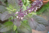 Có cây hương nhu trong vườn, chẳng tội gì phải bỏ tiền mua thuốc