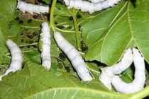 Bài thuốc chữa bệnh không ngờ từ các loại phân động vật