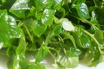 Tuyệt chiêu trị đồi mồi “một đi không trở lại” bằng rau càng cua 