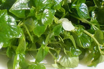 Tuyệt chiêu trị đồi mồi “một đi không trở lại” bằng rau càng cua 