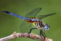 Bài thuốc quý từ chuồn chuồn trị nhiều bệnh