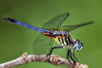 Bài thuốc quý từ chuồn chuồn trị nhiều bệnh