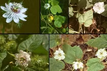 Bài thuốc an thần, chữa mất ngủ từ cây lạc tiên