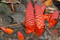 Bài thuốc trị “bất lực” ở nam giới với cây nhục thung dung