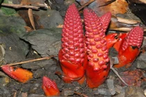 Bài thuốc trị “bất lực” ở nam giới với cây nhục thung dung