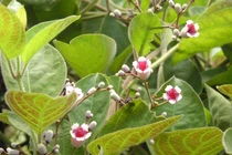 Lá mơ lông ăn kèm thứ này mới phát huy công năng chữa bệnh 