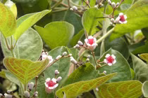 Lá mơ lông ăn kèm thứ này mới phát huy công năng chữa bệnh 