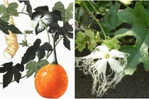 Đây là bài thuốc trị đái tháo đường hiệu quả tuyệt vời