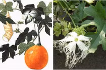 Đây là bài thuốc trị đái tháo đường hiệu quả tuyệt vời