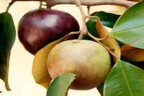 Cách làm mặt nạ từ vú sữa giúp da trắng lên trông thấy