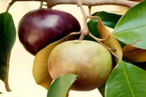 Cách làm mặt nạ từ vú sữa giúp da trắng lên trông thấy