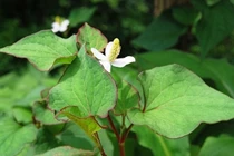 10 bệnh chỉ có thể khỏi khi dùng rau diếp cá