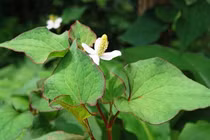 10 bệnh chỉ có thể khỏi khi dùng rau diếp cá