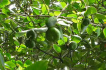 Chữa tiêu chảy bằng những cây thuốc trong rừng ngập mặn