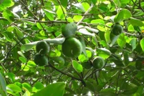 Chữa tiêu chảy bằng những cây thuốc trong rừng ngập mặn