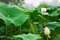 Lá sen khô chữa được tới 7 loại bệnh, thật kì diệu!