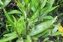 9 bài thuốc từ cây mần tưới cực nhạy với mọi bệnh