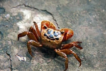 Bí quyết chế biến cáy ngon nhất không phải ai cũng biết