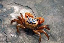 Bí quyết chế biến cáy ngon nhất không phải ai cũng biết