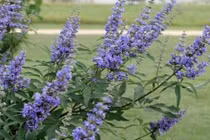 Các loại thảo mộc cản trở tác dụng của thuốc tránh thai 