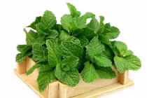 Chữa bệnh hiệu quả bằng những loại thảo mộc