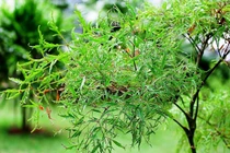 Những món ăn bài thuốc từ lá đinh lăng cực tốt cho sức khỏe