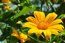 Phương thuốc quý từ 3 loài hoa đẹp chỉ nở vào mùa thu