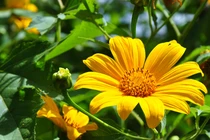 Phương thuốc quý từ 3 loài hoa đẹp chỉ nở vào mùa thu