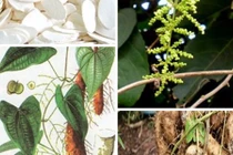 5 bài thuốc chữa viêm loét dạ dày từ hoài sơn