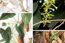 5 bài thuốc chữa viêm loét dạ dày từ hoài sơn