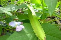 Bài thuốc từ quả đậu rồng trị dứt điểm đau dạ dày