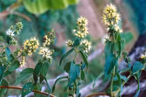 Đau dạ dày ngất lên ngất xuống, chỉ một nắm cây dạ cẩm là khỏi