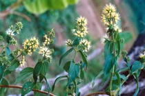 Đau dạ dày ngất lên ngất xuống, chỉ một nắm cây dạ cẩm là khỏi