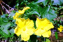 Cách dùng lá mướp hương chữa bệnh cực tốt