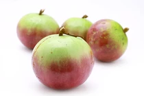 Bài thuốc chữa bệnh cực tốt từ cây vú sữa bạn nên biết