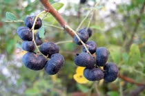 Bài thuốc chữa bệnh tiêu hóa từ cây phèn đen tốt hơn thuốc