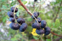 Bài thuốc chữa bệnh tiêu hóa từ cây phèn đen tốt hơn thuốc