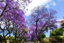 Những loài hoa màu tím ở Đà Lạt níu chân du khách