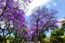 Những loài hoa màu tím ở Đà Lạt níu chân du khách