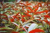 Ngứa “rách da, rách thịt”, chỉ cần một nắm lá này là khỏi