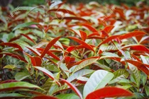 Ngứa “rách da, rách thịt”, chỉ cần một nắm lá này là khỏi