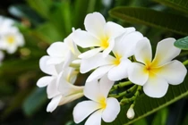 Cây hoa sứ trắng chữa bệnh tài tình thế nào? 