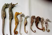 Món ăn bài thuốc từ cá chữa xuất tinh sớm ít người biết