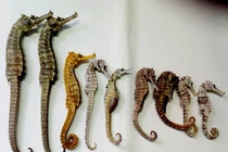 Món ăn bài thuốc từ cá chữa xuất tinh sớm ít người biết