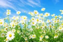 Bài thuốc từ hoa cúc dại chữa cảm lạnh tới ung thư