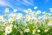 Bài thuốc từ hoa cúc dại chữa cảm lạnh tới ung thư