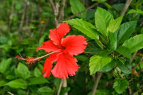 Cách trị mụn vòng 3 mùa hè bằng lá cây hoa cỏ