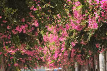 “Lạc” vào cung đường hoa giấy đẹp nhất Nha Trang