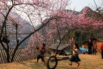 Những mùa hoa đẹp nhất miền Tây Bắc